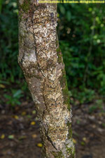 leaf-tailed gecko